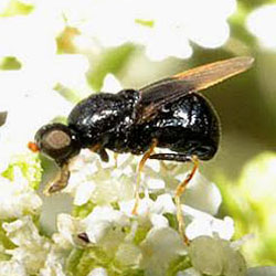 Pachygaster atra